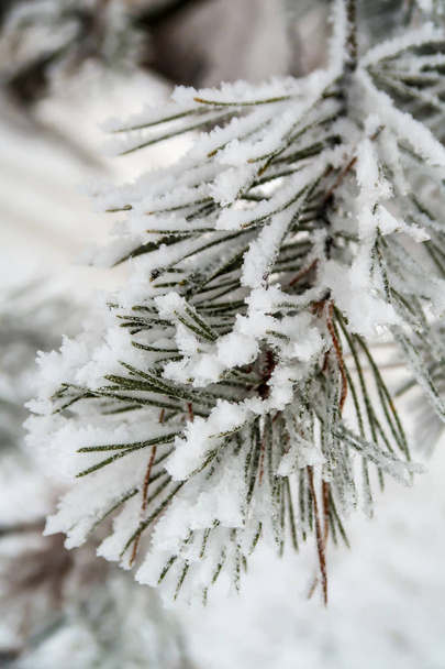 the snow on the needles of the fir trees close up - Foto, Bild