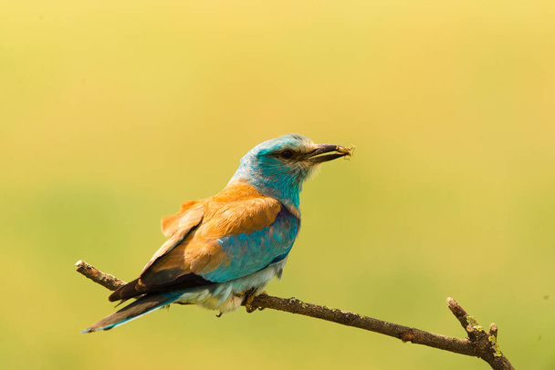 Colorful European roller on a branch - Photo, Image