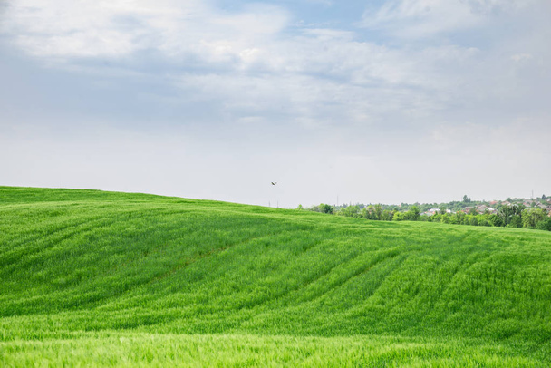 下に緑の大麦の美しい景色。コピー スペース - 写真・画像