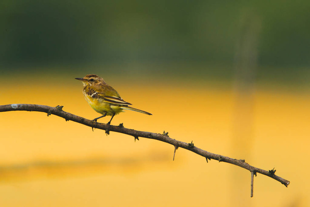 Sárga billegető madár egy ág - Fotó, kép