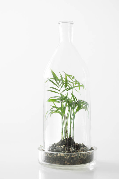 Piante verdi in vaso protette da una bottiglia di vetro a cupola su fondo bianco
. - Foto, immagini