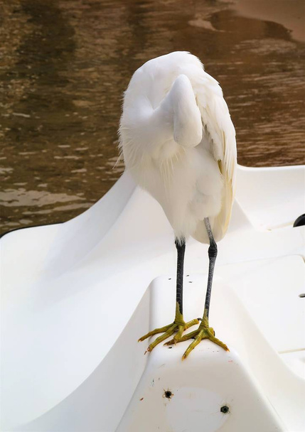 Gret Egret (ardea alba) - Φωτογραφία, εικόνα