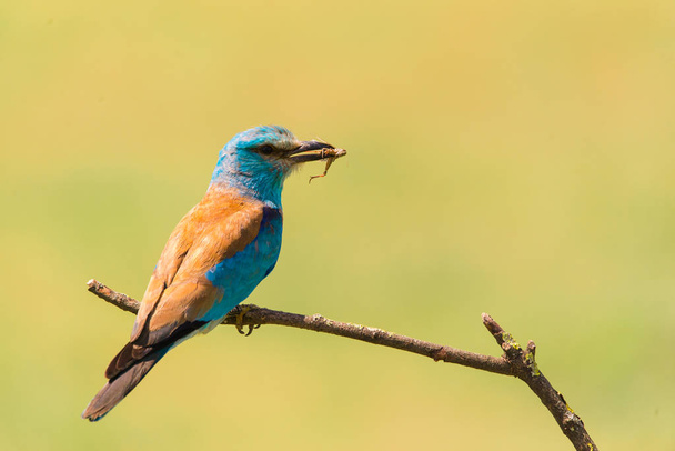 Colorful European roller on a branch - Photo, Image