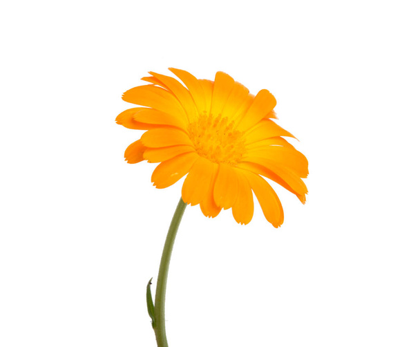 orange Ringelblume isoliert auf dem weißen - Foto, Bild
