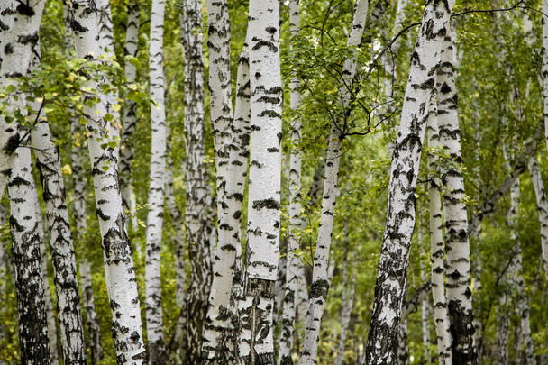 huş ağacı orman yaz manzara - Fotoğraf, Görsel