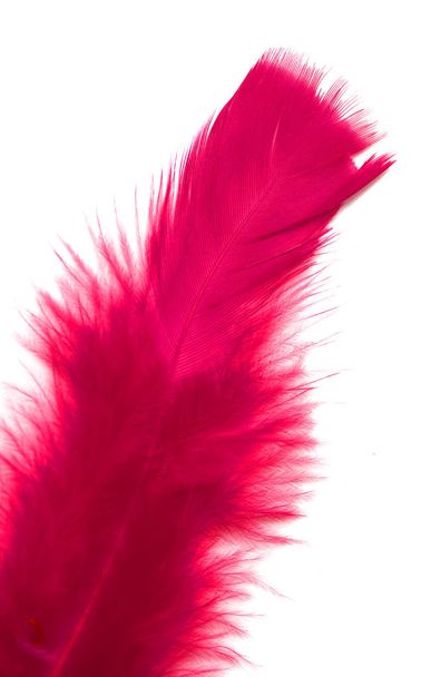 барвисте пташине перо на білому тлі
 - Фото, зображення
