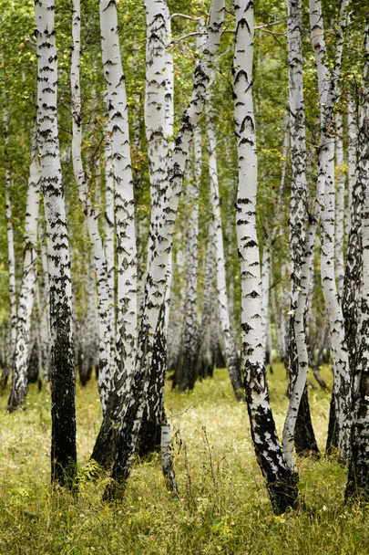 birch forest autumn landscape - Photo, Image