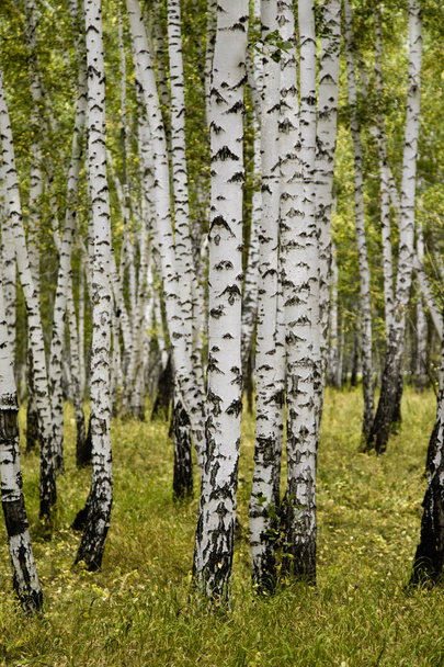 березовий ліс осінній пейзаж
 - Фото, зображення
