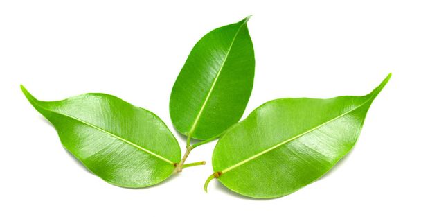 Зелений лист ізольований на білому тлі
 - Фото, зображення