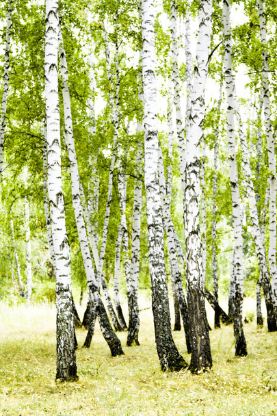 bétula floresta verão paisagem
 - Foto, Imagem