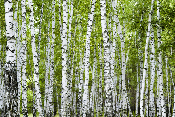 birch forest summer landscape - Photo, Image