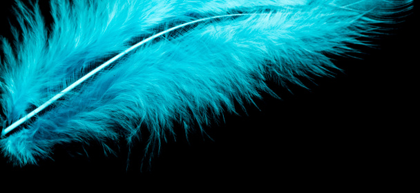 барвисте пташине перо на чорному тлі
 - Фото, зображення