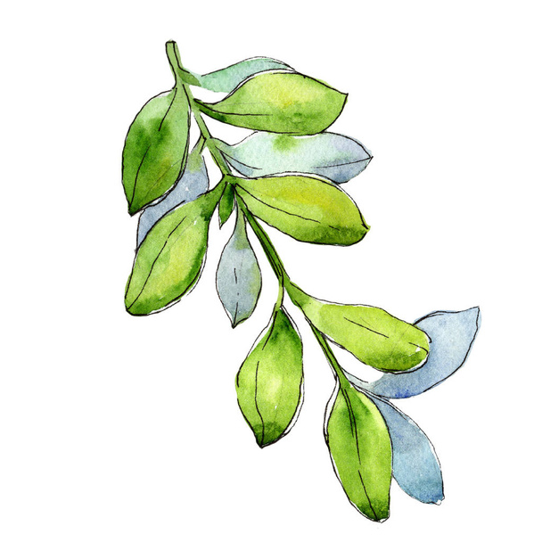 水彩ツゲの木緑の葉。葉植物植物園花葉。孤立した図の要素。背景、テクスチャ、ラッパー パターン、フレームや境界線の aquarelle 葉. - 写真・画像