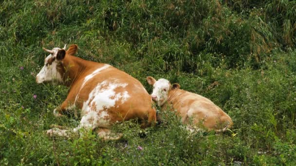 Vaca e bezerro jazem na grama
 - Filmagem, Vídeo