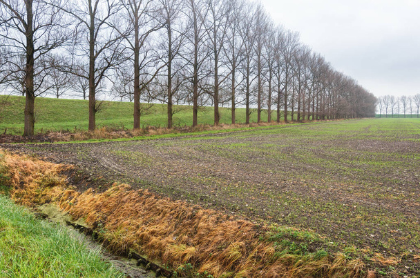 Картофельное поле в провинции Гронинген в Нидерландах
 - Фото, изображение