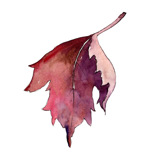 Watercolor red viburnum leaf. Leaf plant botanical garden floral foliage. Isolated illustration element. Aquarelle leaf for background, texture, wrapper pattern, frame or border. - Фото, изображение
