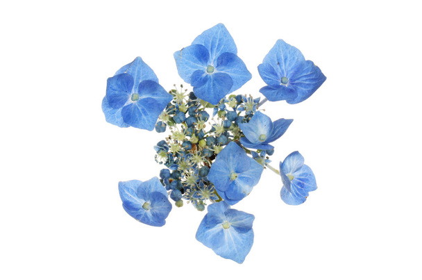 Pastel blue lacecap hydrangea flower isolated against white - Fotó, kép
