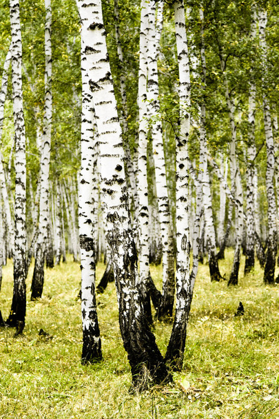 forêt de bouleau paysage d'automne
 - Photo, image