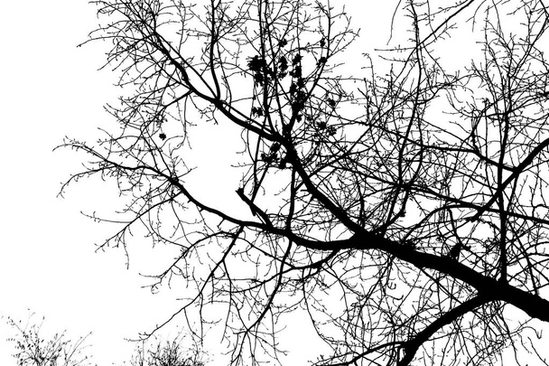 Arbre branches silhouette sur fond blanc - Photo, image
