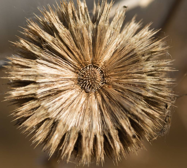 dry withered autumn thistles - Photo, Image