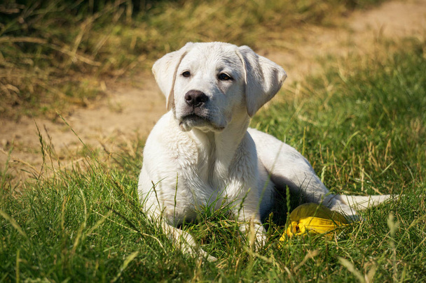 молодий милий білий лабрадор ретривер цуценя собаки з красивим обличчям на відкритому повітрі
 - Фото, зображення