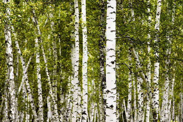 bosque de abedul otoño paisaje
 - Foto, imagen
