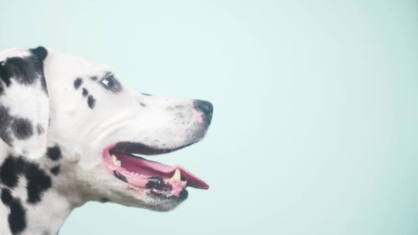 Pies dalmatyńczyk portret w profilu. Na białym tle na niebieskim tle. 4 k, zwolnionym tempie, zbliżenie - Materiał filmowy, wideo