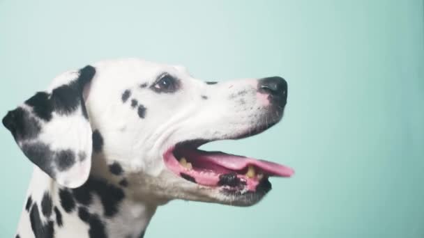 Dalmatin pes portrét v profilu. Izolované na modrém pozadí. 4 k, Zpomalený, detail - Záběry, video