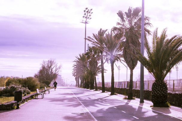Walking road in the Park with palm trees and benches on the sides, purple toned photo - Fotoğraf, Görsel