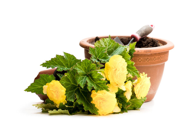 Yellow  Begonia plant in the flowerpot isolated on white. Ready for planting.  - Photo, Image