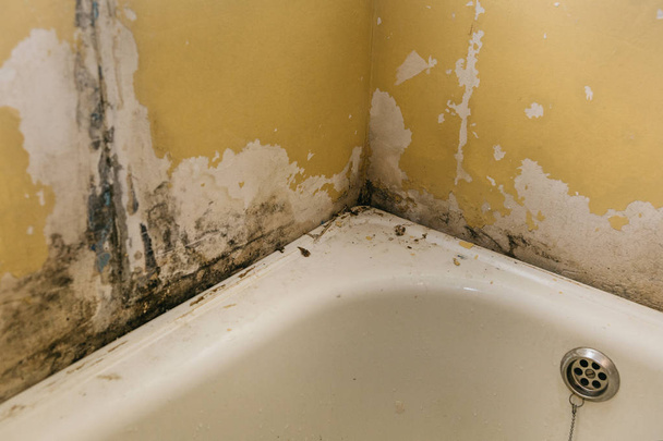 La vieja pared en el baño está cubierta con molde
 - Foto, Imagen