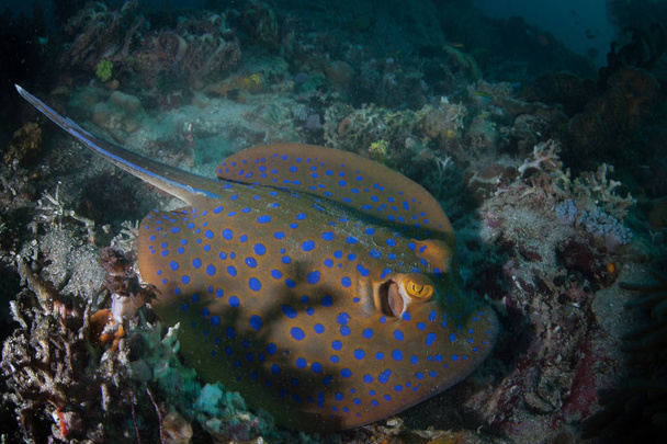 A Blue-spotted ribbontail ray, Taeniura lymma, rests on the seafloor in Komodo National Park, Indonesia. This area is known for its Komodo dragons and its spectacular marine biodiversity. - Photo, Image