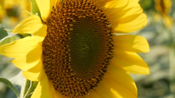 Close-up van grote prachtige zonnebloemen op het gebied van de zomer - Video