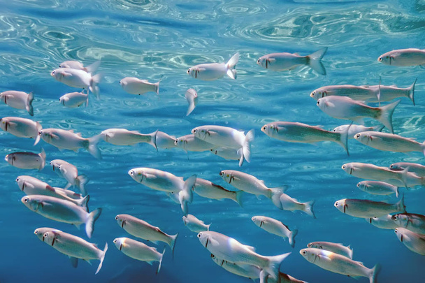 Fish School Underwater. Fishes underwater background. - Photo, image