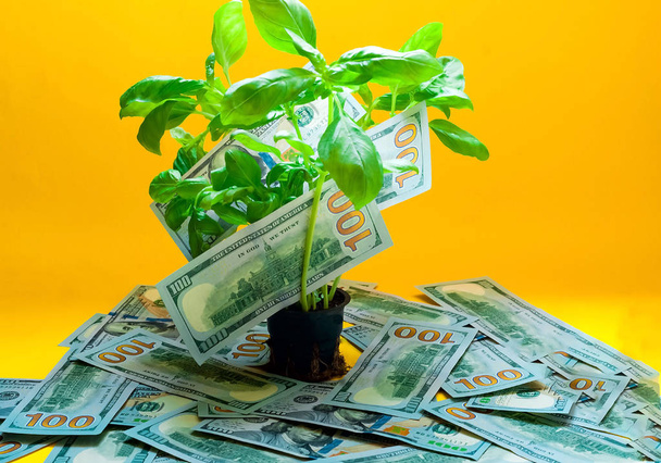 Na pozadí stromu s peníze americký sto dolarové bankovky. Creative žlutá barva pozadí v roce 2019, closeup, kopírovat prostor - Fotografie, Obrázek