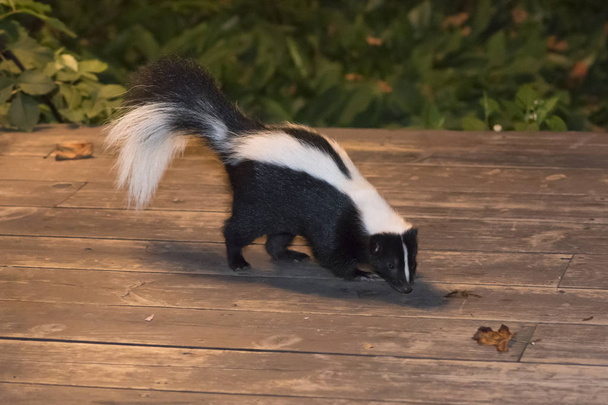 Skunk у дворі патіо - Фото, зображення