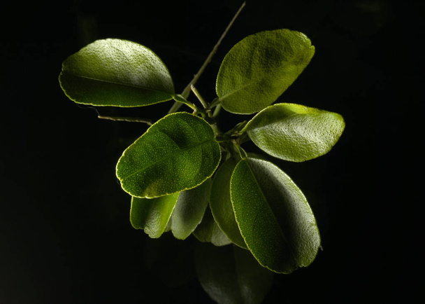 Lemon leaves isolated on a back background. - Zdjęcie, obraz