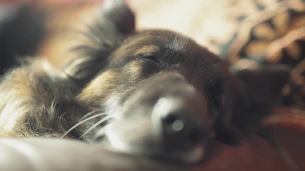 Uyanmak uykulu Alman çoban köpeği portresi - Video, Çekim