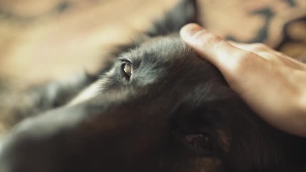 Hlazení psa, německého ovčáka ležel na pohovce - Záběry, video