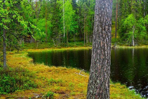Landscape of forest and lake in Oulanka National Park, Finland - Foto, Bild