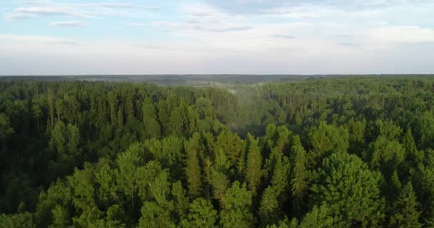 Aerial view of the forest at sunset. Over the forest in the Golden hour. Flying over the trees in the European forest. - Filmagem, Vídeo