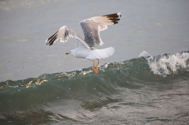 a gaivota voa livre sobre a água do oceano
 - Foto, Imagem