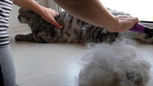 A woman scratches her pet with a brush of a Scottish Folded Cat. - Footage, Video