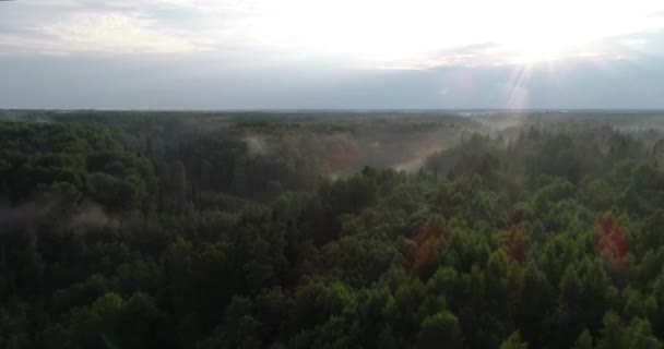 Aerial view of the forest. Fog in the forest, sun. The Golden tops of trees. - 映像、動画