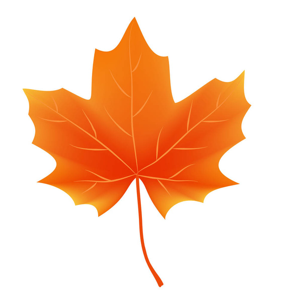 Vektor podzimního listu izolovaný na bílém pozadí - Vektor, obrázek