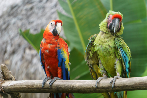 Tropický papoušek v přírodě - Fotografie, Obrázek
