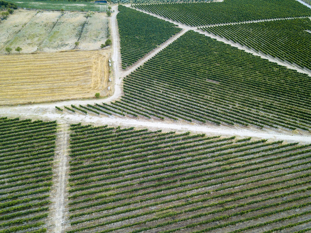 Aerial view of vineyards in the wine region of Somontano in the province of Huesca in Spain - Valokuva, kuva