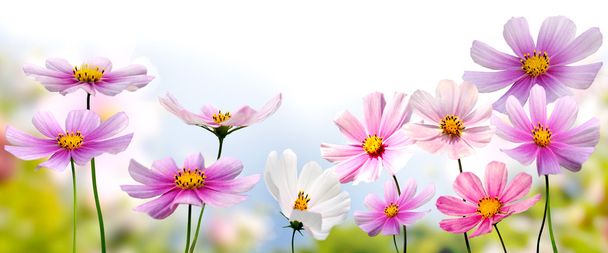 Blumen - Foto, Bild