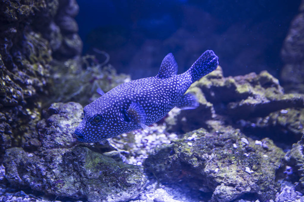 Large marine fish, underwater life  - Zdjęcie, obraz