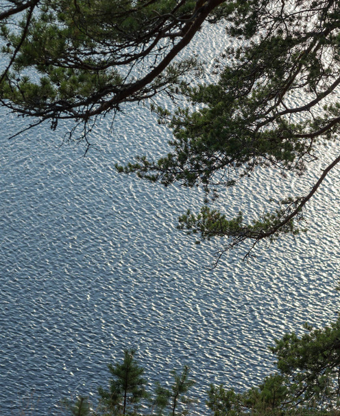 Větev borovice na pozadí vody - Fotografie, Obrázek